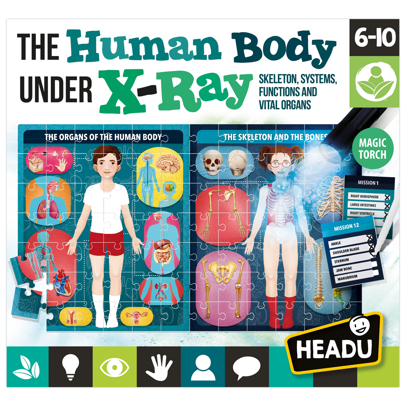 The Human Body under X-Ray