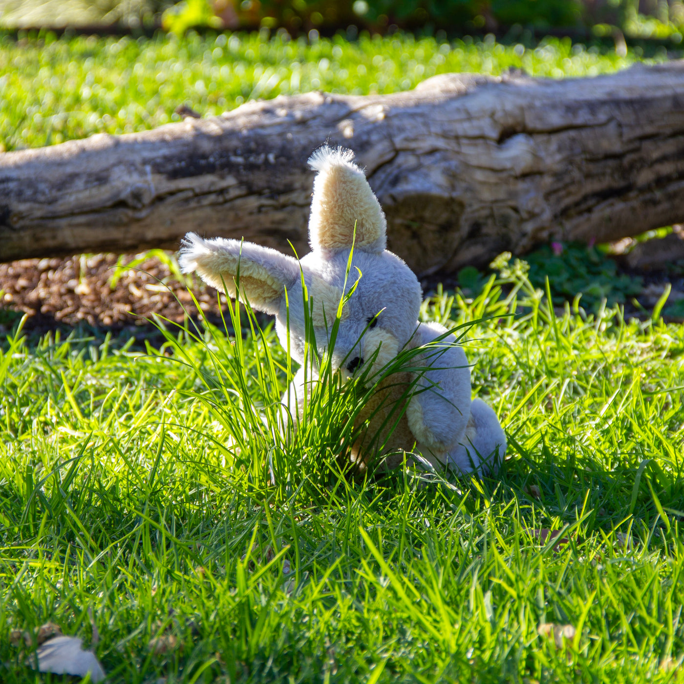 Margic Rabbit Ili Pika