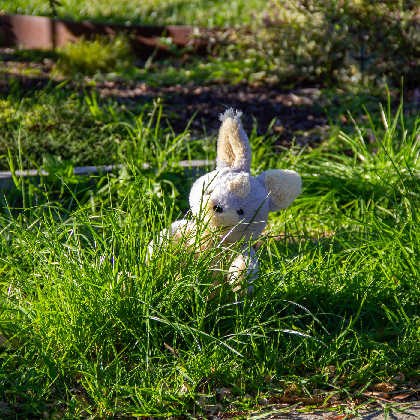 Margic Rabbit Ili Pika